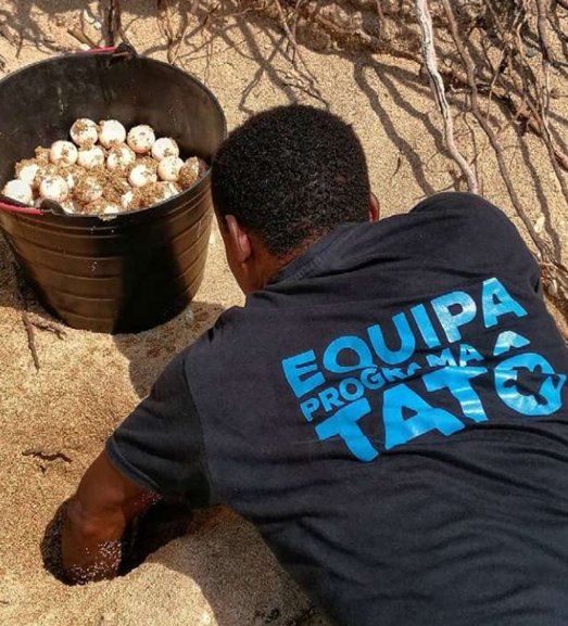 saotome paradise seaturtles observation (9)
